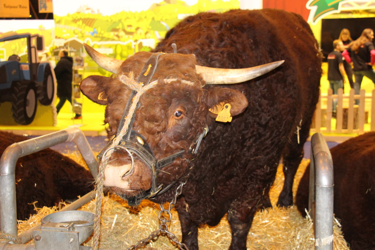 Photos : Sortie au Salon de l’Agriculture